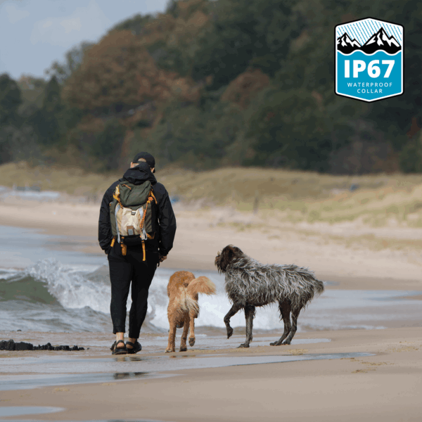 05-beach-two-dogs Waterproof Virtual Dog Leash & Training Collar System