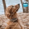 06-dog-waterproof-collar IP67 Waterproof Add-On Dog Training Collar