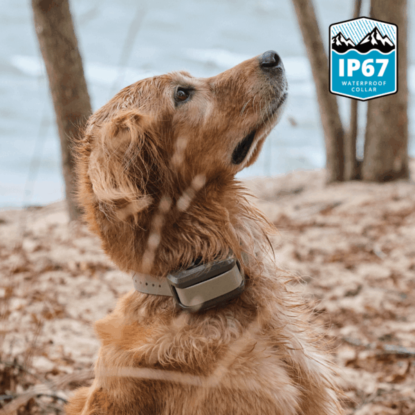 06-dog-waterproof-collar IP67 Waterproof Add-On Dog Training Collar