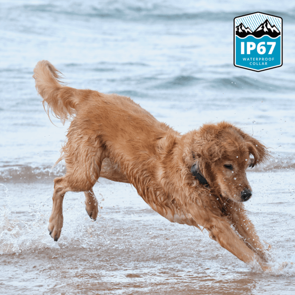 06-waterproof-action Waterproof Virtual Dog Leash & Training Collar System