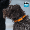 07-orange-collar-action IP67 Waterproof Add-On Dog Training Collar