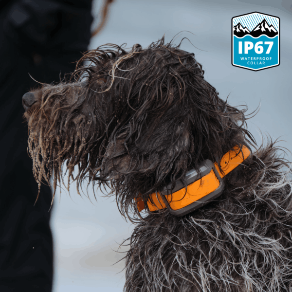 07-orange-collar-action IP67 Waterproof Add-On Dog Training Collar