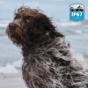 07-waterproof-dog Waterproof Virtual Dog Leash & Training Collar System