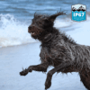 09-black-collar-action IP67 Waterproof Add-On Dog Training Collar